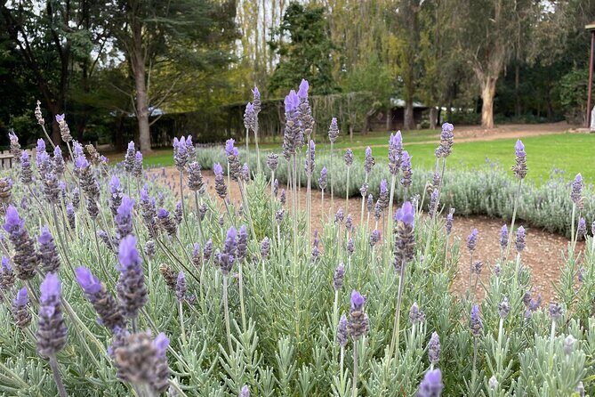 Ashcombe Maze & Lavender Gardens - FAQ