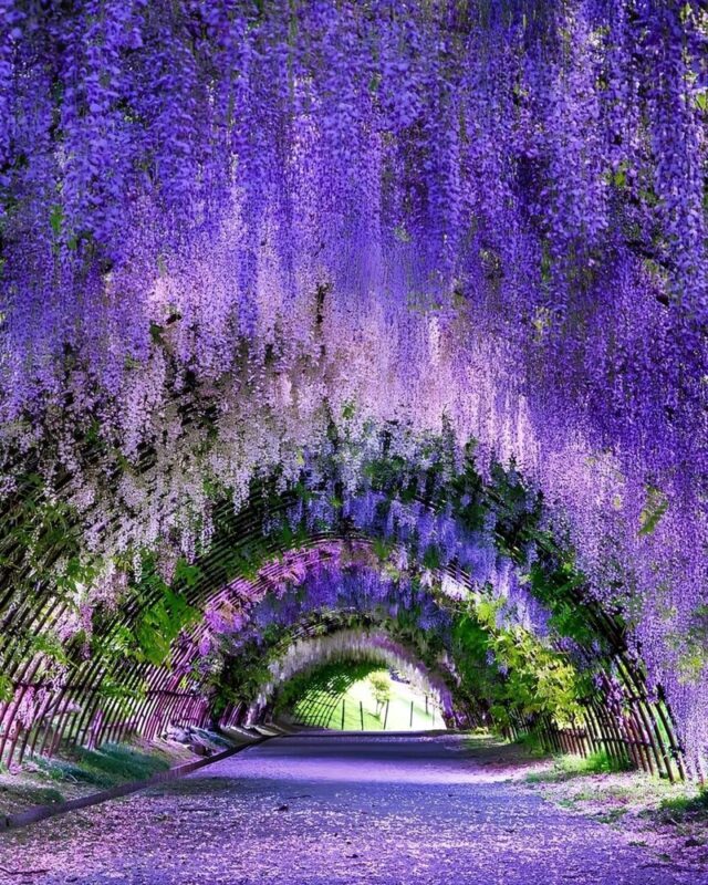 Ashikaga Flower Park & Sano Outlets Full-Day Private Tour - What to expect at Ashikaga Flower Park