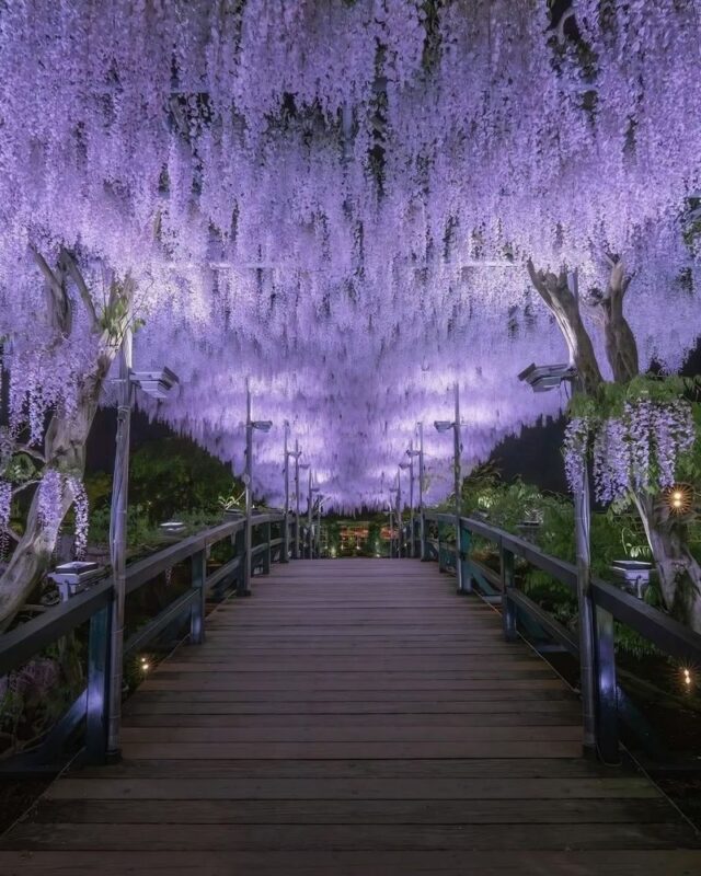 Ashikaga Flower Park & Sano Outlets Full-Day Private Tour - Is $370 good value?