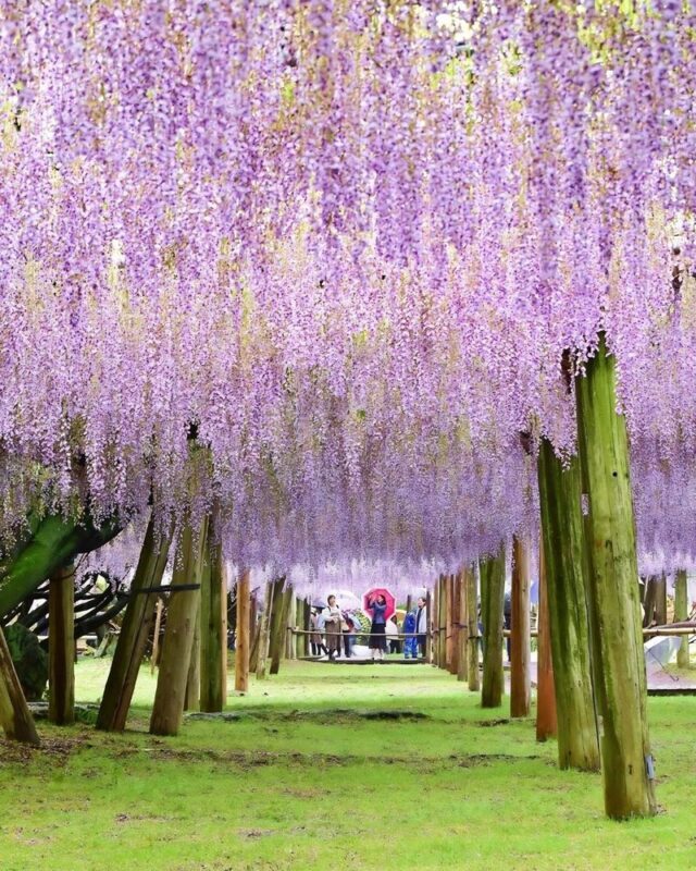 Ashikaga Flower Park & Sano Outlets Full-Day Private Tour - Booking, weather, and timing