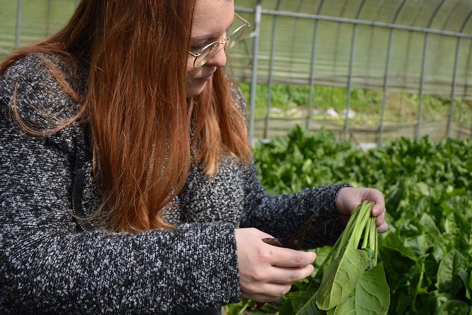 Aso Caldera and Farm Experience Tour - FAQ