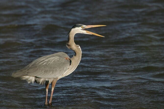 Assateague Horses, Herons and Happy Hour Cruise - A Close Encounter with Assateague’s Wild Horses and Wildlife: The Assateague Horses, Herons and Happy Hour Cruise