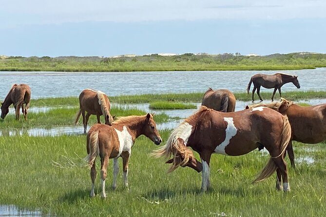 Assateague Island Cruise Departs from Ocean Pines - Key Points