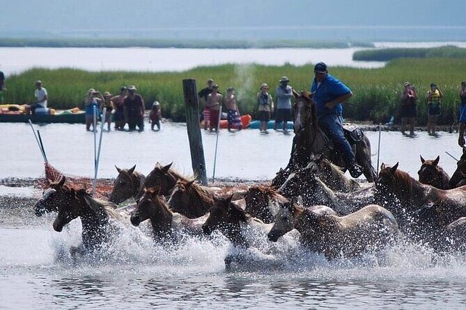 Assateague Island Kayak Tours and Ponies Experience - Key Points