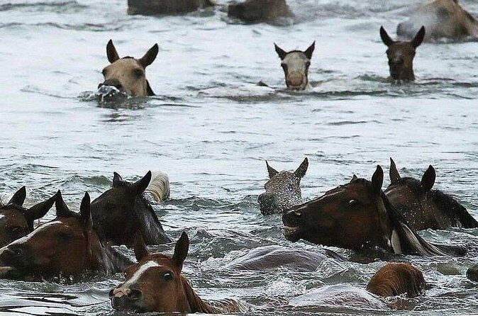 Assateague Island Kayak Tours and Ponies Experience - The Itinerary: Details and Highlights