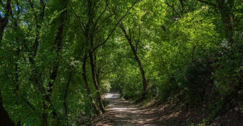 Assisi: Bosco di San Francesco Entry Ticket - The Experience from the Guides and Visitors’ Perspective