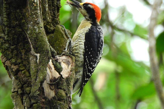 Astonishing Mangroves & Dry forest /Chocolate experience trip - What Our Reviewers Say