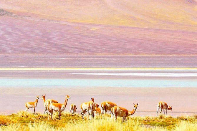 Atacama All inclusive 3 Days / 3 Nights / 3 Tours + Lodging - FAQ