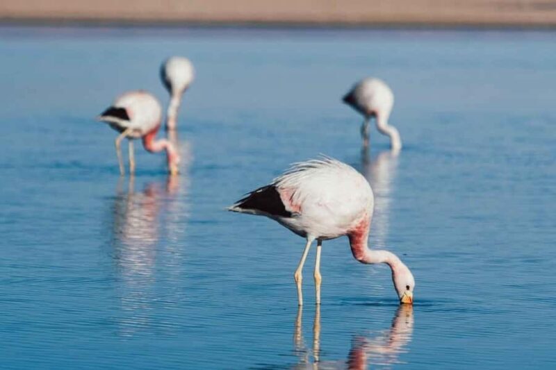 Atacama: Piedras Rojas, Socaire, and Altiplanic Lagoons Tour - Key Points