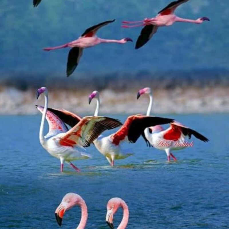 Atacama, Rutas de Los Salares - Exploring the Itinerary: What Makes This Tour Stand Out