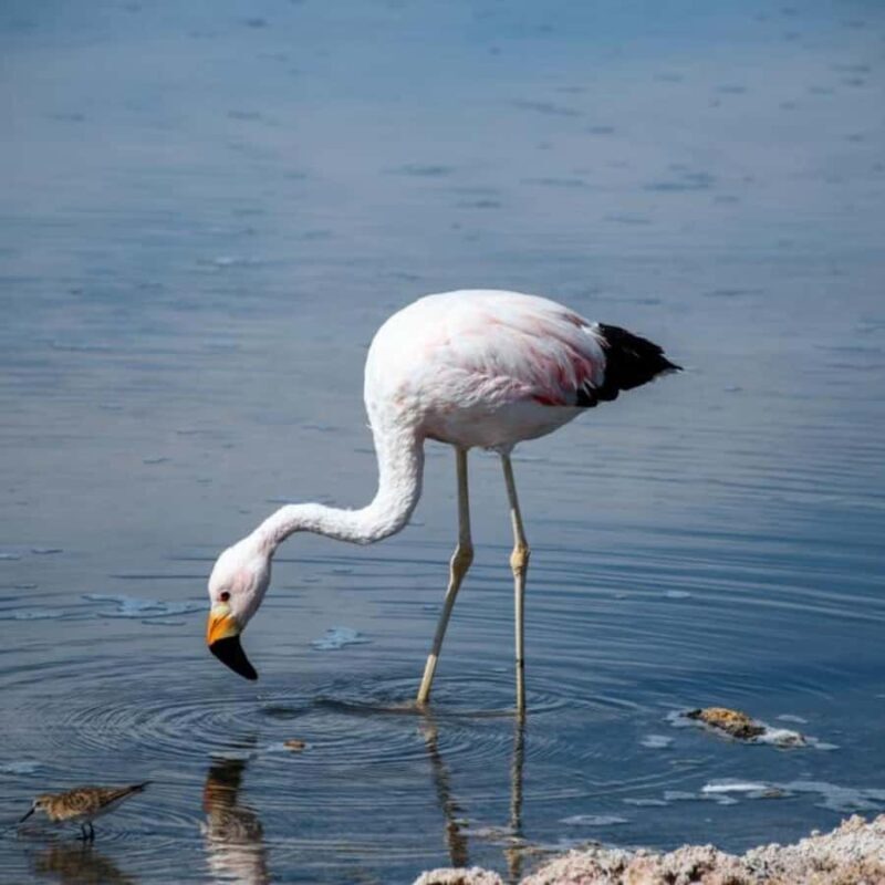 Atacama, Rutas de Los Salares - How This Tour Offers Good Value