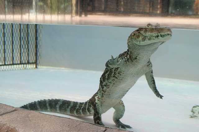 Atagawa Tropical & Alligator Garden Ticket in Higashiizu - The other animals worth seeking out