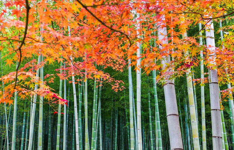 Atago Nenbutsuji Temple/Jojakkoji Temple & Katsuoji Temple & Arashiy - Should you book it?