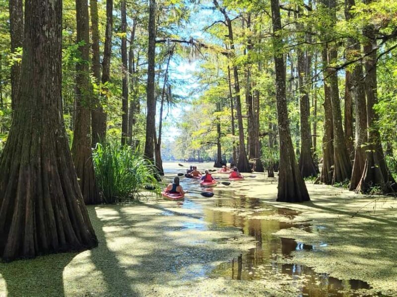 Atchafalaya Basin: 2.5 Hr. Guided Kayak Tour - A Detailed Look at the Atchafalaya Basin Kayak Tour
