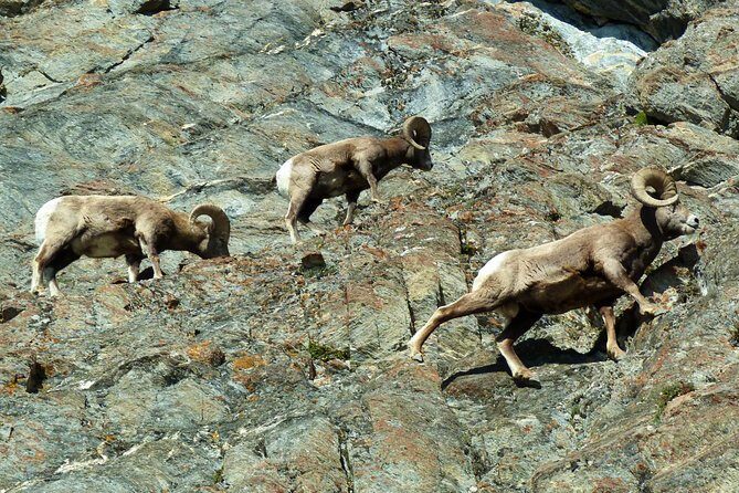 Athabasca - Experience the Moraine, Louise & Peyto Lakes (3-Days) - FAQs
