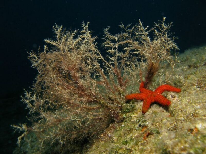 Athens: Adventure Dives in Nea Makri for Certified Divers - The Equipment and Comfort