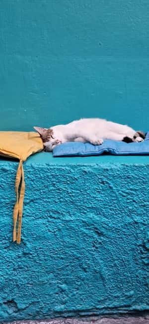 Athens: Cat Cafe Visit with Drink and Sweet - An Enchanting Visit to Athens’ Cat Café