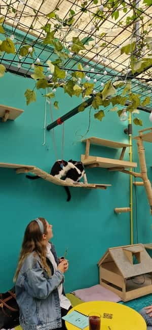 Athens: Cat Cafe Visit with Drink and Sweet - Practical Details and Considerations