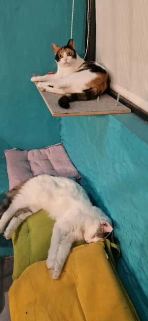 Athens: Cat Cafe Visit with Drink and Sweet - The Sum Up