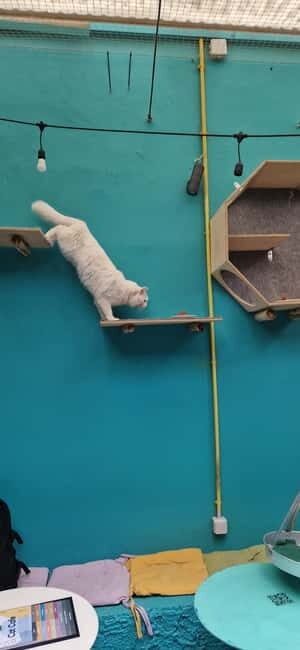 Athens: Cat Cafe Visit with Drink and Sweet - FAQ