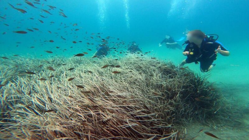 Athens East Coast: Discover Scuba Diving in Nea Makri - FAQ