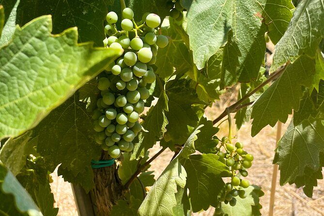 Athens to Nemea Wine Experience Tour - Why This Tour Works Well