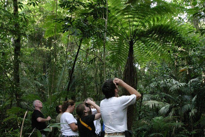 Atherton Tablelands Rain Forest by Night from Cairns - Experience the Nighttime Wonders of the Atherton Tablelands Rainforest from Cairns