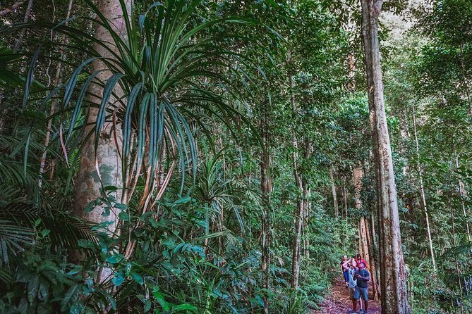 Atherton Tablelands Rain Forest by Night from Cairns - Key Points