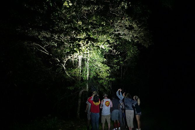 Atherton Tablelands Rain Forest by Night from Cairns - Who Should Book This Tour?