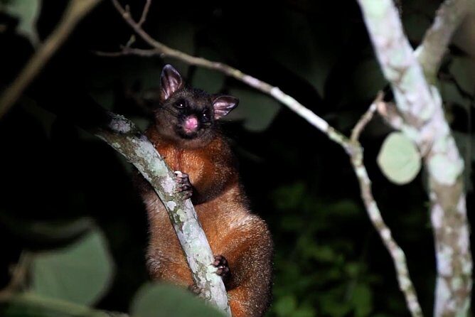 Atherton Tablelands Rain Forest by Night from Cairns - FAQs