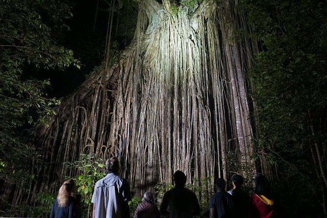 Atherton Tablelands Rain Forest by Night from Cairns - Final Thoughts