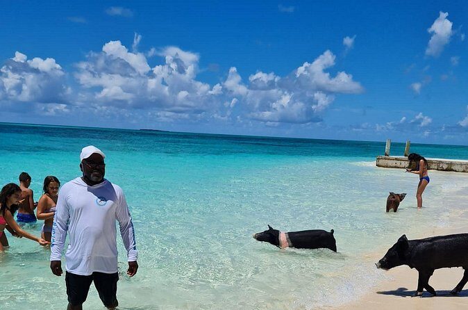 Athol Island Swimming Pigs Half-Day Boat Tour with Lunch - The Sum Up