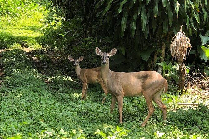 Atitlan Hiking and Birding - Day tour from Antigua - Considerations and Who It’s Best For
