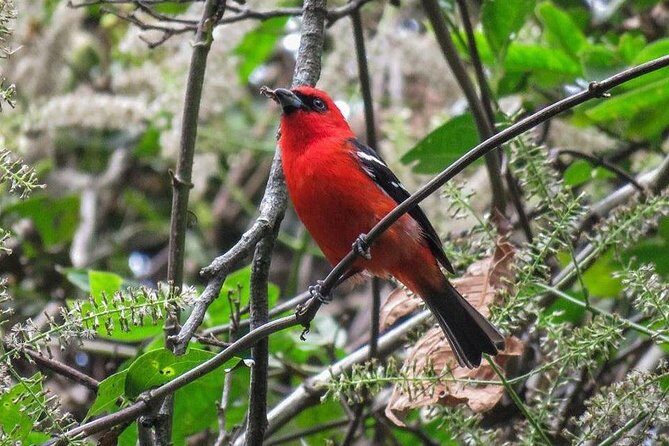 Atitlan Hiking and Birding - Day tour from Antigua - Final Thoughts
