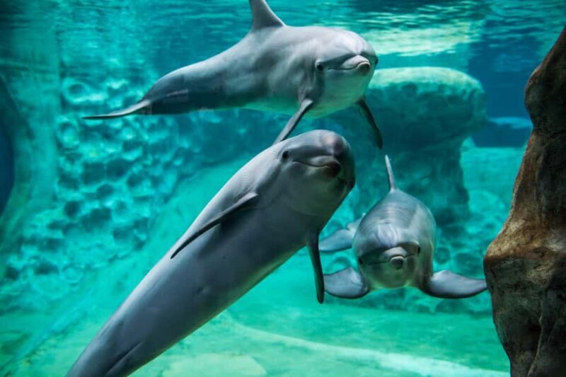 Atlanta: Georgia Aquarium Skip-the-Box-Office Entry Ticket - FAQ