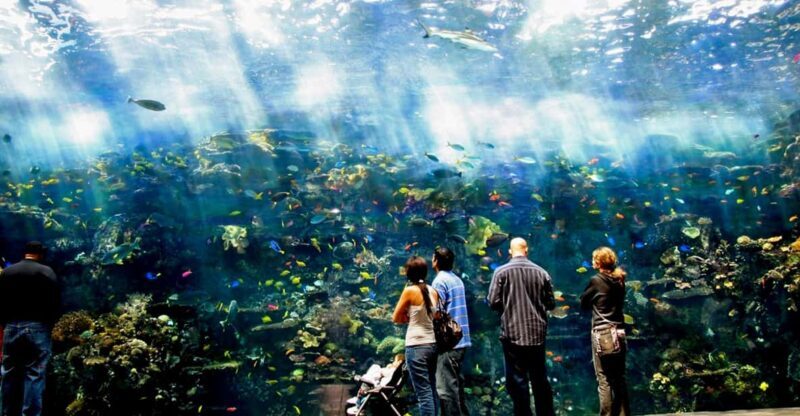 Atlanta: Georgia Aquarium Skip-the-Box-Office Entry Ticket - An In-Depth Look at the Georgia Aquarium Experience