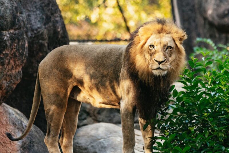 Atlanta: Zoo Atlanta General Admission Ticket - An In-Depth Look at Zoo Atlanta