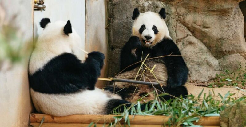 Atlanta: Zoo Atlanta General Admission Ticket - The Sum Up