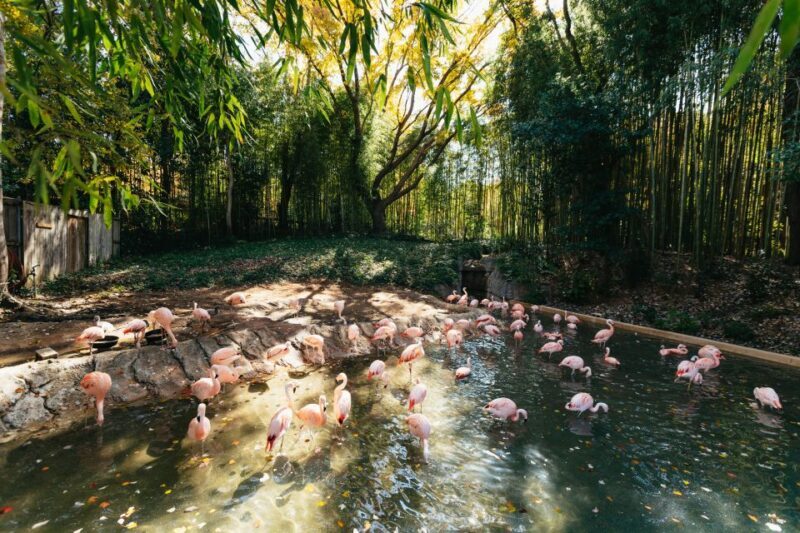 Atlanta: Zoo Atlanta General Admission Ticket - FAQs About Zoo Atlanta