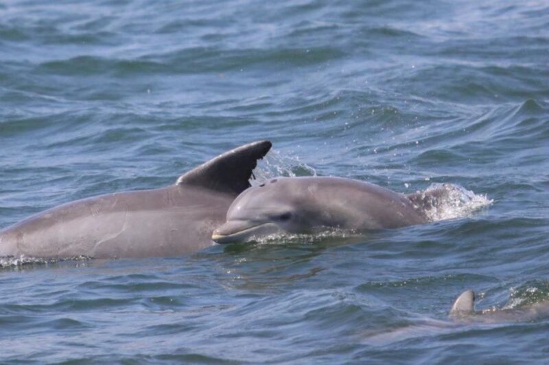 Atlantic City: Dolphin Watching Ocean Cruise Adventure - FAQ