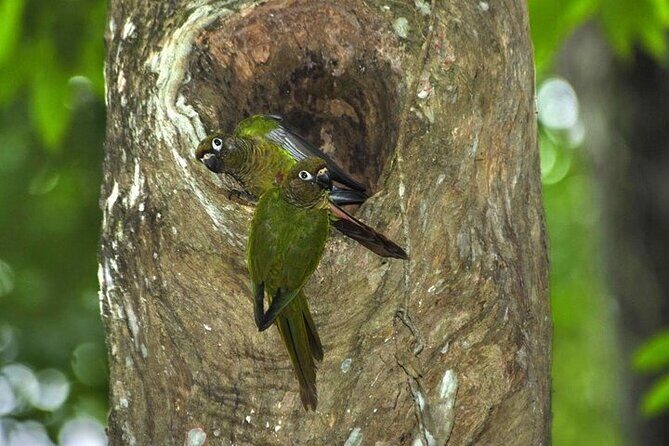 Atlantic Forest Tour: Christ the Redeemer and Tijuca Forest - The Experience from a Traveler’s Perspective