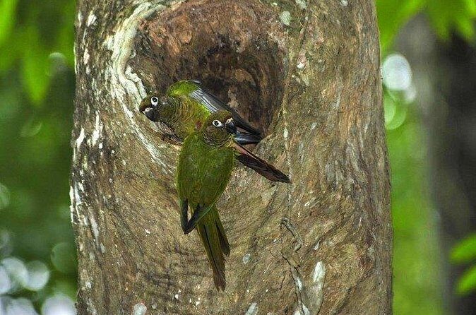 Atlantic Forest Tour: Christ the Redeemer and Tijuca Forest - The Sum Up