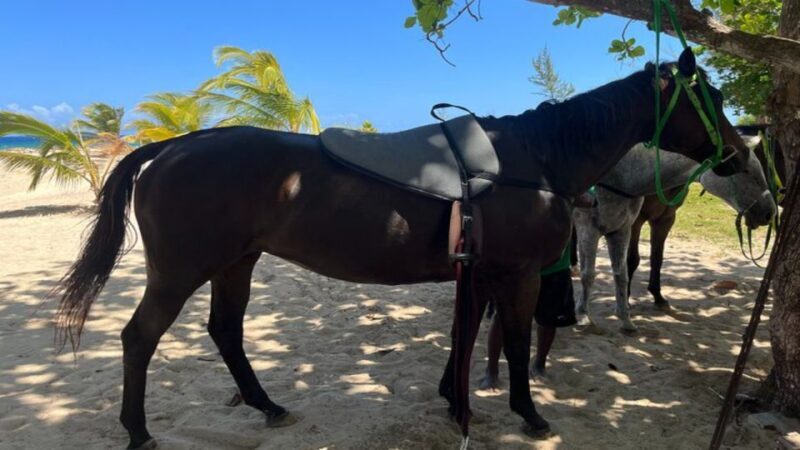 ATV, Bamboo Rafting & Horseback Ride Tour From Montego Bay - The Sum Up