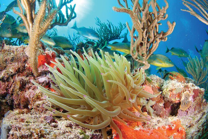 ATV Single with Yalku Cove Swim from Playa Del Carmen and Tulum - Key Points