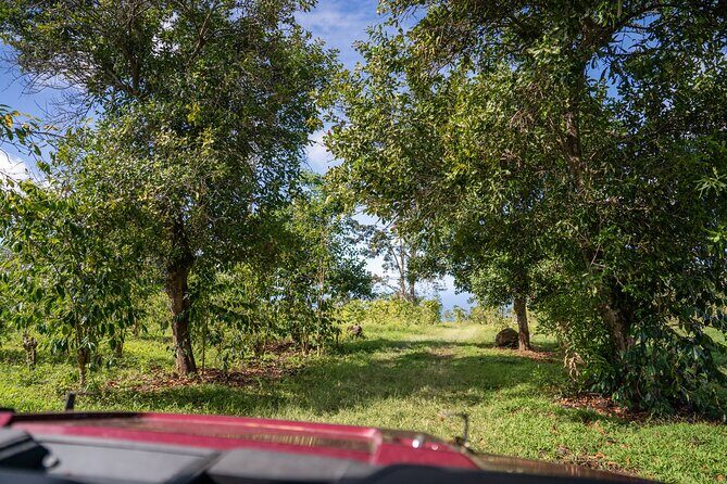 ATV Tour to Buddha Cup Coffee Farm - The Sum Up: Is This Tour Worth It?