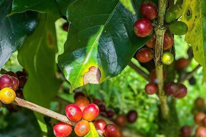 ATV Waterfall & Organic Coffee Farm with Lunch - Final Thoughts