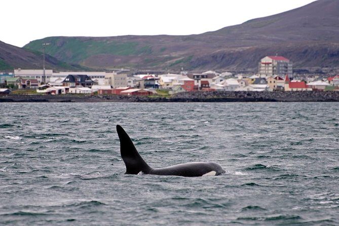 ATV & Whale Watching Full day adventure in Reykjavik - Authentic Marine Encounters and Comfort