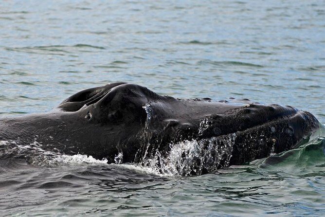 ATV & Whale Watching Full day adventure in Reykjavik - The Overall Experience: What Makes It Stand Out
