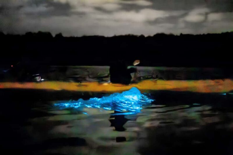 Auckland: Bioluminescence Kayak Tour - The Return and Sharing the Experience