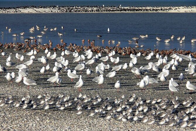 Auckland Birdwatching and Hiking Private Tour - Exploring Auckland’s Natural Wonders: Birdwatching and Hiking Tour